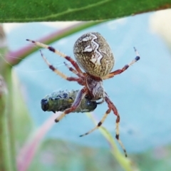 Salsa fuliginata (Sooty Orb-weaver) at Cook, ACT - 2 Jan 2022 by CathB