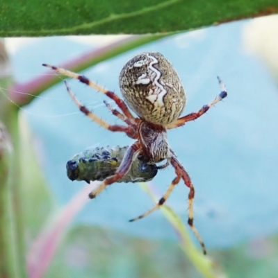 Salsa fuliginata (Sooty Orb-weaver) at Cook, ACT - 3 Jan 2022 by CathB