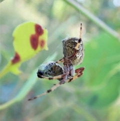 Salsa fuliginata at Cook, ACT - 3 Jan 2022