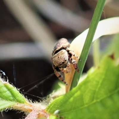 Simaethula sp. (genus) (A jumping spider) at Molonglo Valley, ACT - 3 Jan 2022 by CathB