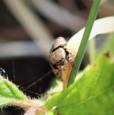 Simaethula sp. (genus) (A jumping spider) at Molonglo Valley, ACT - 2 Jan 2022 by CathB