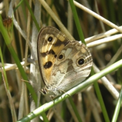 Heteronympha cordace (Bright-eyed Brown) at Gibraltar Pines - 3 Jan 2022 by MatthewFrawley