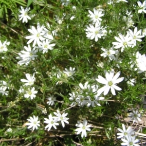 Stellaria pungens at Cotter River, ACT - 3 Jan 2022 12:20 PM