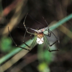 Leucauge dromedaria (Silver dromedary spider) at Molonglo Valley, ACT - 3 Jan 2022 by CathB