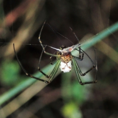 Leucauge dromedaria (Silver dromedary spider) at Molonglo Valley, ACT - 3 Jan 2022 by CathB