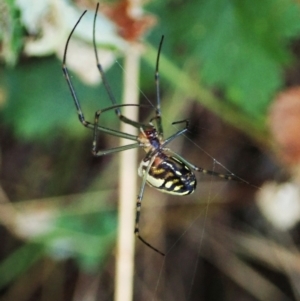 Leucauge dromedaria at Molonglo Valley, ACT - 3 Jan 2022 08:38 AM