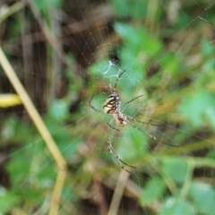 Leucauge dromedaria at Molonglo Valley, ACT - 3 Jan 2022 08:38 AM