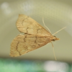 Metasia dicealis (Metasia dicealis) at Cook, ACT - 3 Jan 2022 by CathB