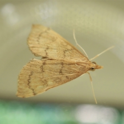 Metasia dicealis (Metasia dicealis) at Cook, ACT - 3 Jan 2022 by CathB