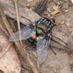 Rutilia (Chrysorutilia) sp. (genus & subgenus) (A Bristle Fly) at QPRC LGA - 3 Jan 2022 by Steve_Bok