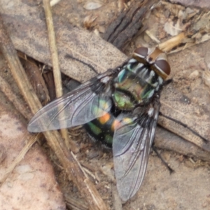 Rutilia (Chrysorutilia) sp. (genus & subgenus) at Jerrabomberra, NSW - 4 Jan 2022