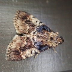 Orthaga thyrisalis (Teatree Web Moth) at Cook, ACT - 3 Jan 2022 by CathB