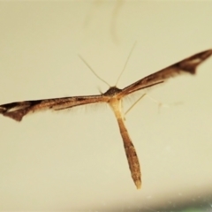 Sinpunctiptilia emissalis at Cook, ACT - 3 Jan 2022