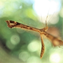 Sinpunctiptilia emissalis at Cook, ACT - 3 Jan 2022