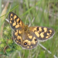 Heteronympha cordace (Bright-eyed Brown) at Gibraltar Pines - 3 Jan 2022 by MatthewFrawley