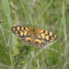 Heteronympha cordace at Paddys River, ACT - 3 Jan 2022