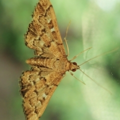 Nacoleia rhoeoalis (Spilomelinae) at Cook, ACT - 3 Jan 2022 by CathB