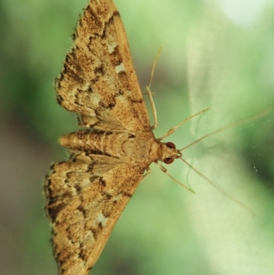 Nacoleia rhoeoalis (A Crambid moth (Spilomelinae) at Cook, ACT - 3 Jan 2022 by CathB
