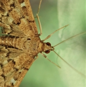 Nacoleia rhoeoalis at Cook, ACT - suppressed