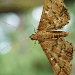 Nacoleia rhoeoalis at Cook, ACT - suppressed