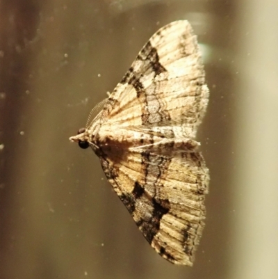 Epyaxa subidaria (Subidaria Moth) at Cook, ACT - 3 Jan 2022 by CathB