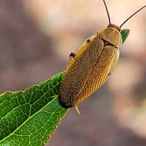 Ellipsidion humerale at Holt, ACT - 4 Jan 2022