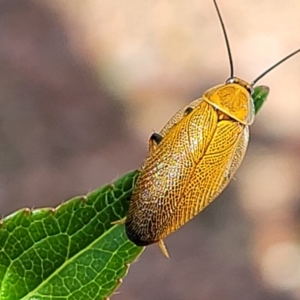 Ellipsidion humerale at Holt, ACT - 4 Jan 2022