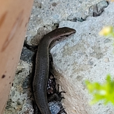 Lampropholis delicata (Delicate Skink) at Holt, ACT - 4 Jan 2022 by trevorpreston