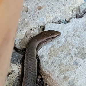 Lampropholis delicata at Holt, ACT - 4 Jan 2022