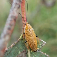 Ellipsidion humerale (Common Ellipsidion) at Cook, ACT - 4 Jan 2022 by CathB