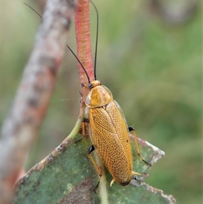 Ellipsidion humerale (Common Ellipsidion) at Cook, ACT - 3 Jan 2022 by CathB