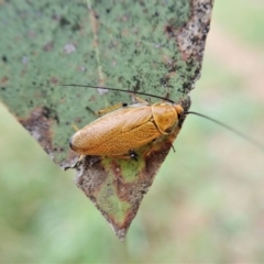 Ellipsidion humerale at Cook, ACT - 4 Jan 2022 07:06 AM