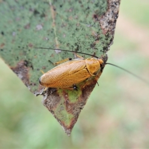 Ellipsidion humerale at Cook, ACT - 4 Jan 2022