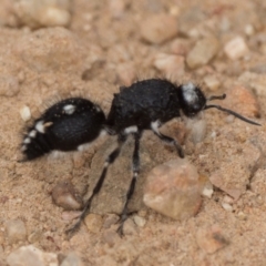 Bothriomutilla rugicollis (Mutillid wasp or velvet ant) at Lower Cotter Catchment - 3 Jan 2022 by patrickcox