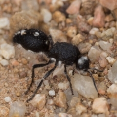 Bothriomutilla rugicollis at Lower Cotter Catchment - 4 Jan 2022 10:00 AM