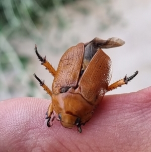 Anoplognathus porosus at Denman Prospect, ACT - 4 Jan 2022 05:48 PM