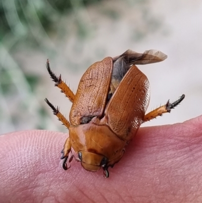 Anoplognathus porosus (Porosus Christmas beetle) at Denman Prospect, ACT - 4 Jan 2022 by AaronClausen