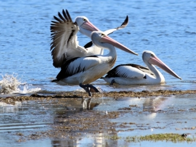 Pelecanus conspicillatus (Australian Pelican) at Eden, NSW - 30 Dec 2021 by KylieWaldon