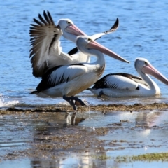 Pelecanus conspicillatus (Australian Pelican) at Lake Curalo - 29 Dec 2021 by KylieWaldon