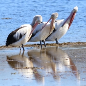 Pelecanus conspicillatus at Eden, NSW - 30 Dec 2021