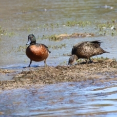 Anas castanea (Chestnut Teal) at Lake Curalo - 29 Dec 2021 by KylieWaldon