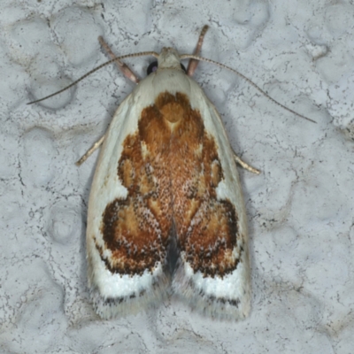 Garrha idiosema (A concealer moth) at Ainslie, ACT - 3 Jan 2022 by jbromilow50