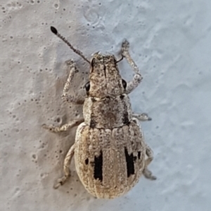 Eurymetopus birabeni at Holt, ACT - 4 Jan 2022