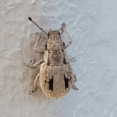 Eurymetopus birabeni at Holt, ACT - 4 Jan 2022