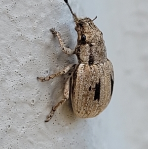 Eurymetopus birabeni at Holt, ACT - 4 Jan 2022