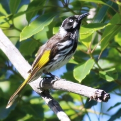 Phylidonyris novaehollandiae (New Holland Honeyeater) at Eden, NSW - 30 Dec 2021 by KylieWaldon