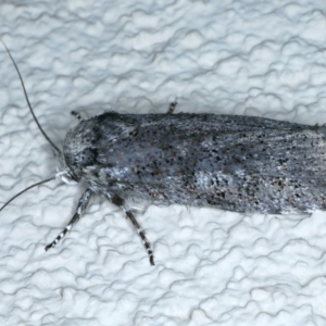 Cryptophasa irrorata at Ainslie, ACT - 1 Jan 2022