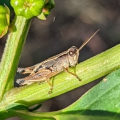 Phaulacridium vittatum (Wingless Grasshopper) at Watson, ACT - 3 Jan 2022 by sbittinger