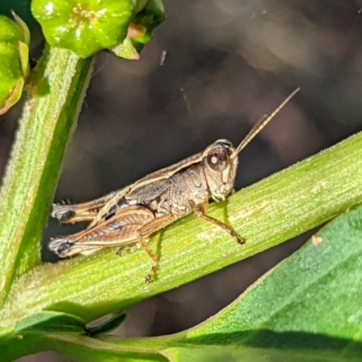 Phaulacridium vittatum (Wingless Grasshopper) at Mount Majura - 2 Jan 2022 by sbittinger