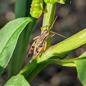 Phaulacridium vittatum at Watson, ACT - 3 Jan 2022 07:10 AM